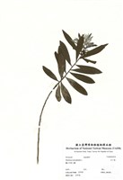 藏品(白千層)的圖片